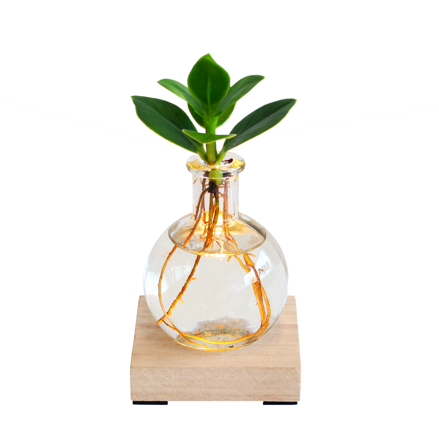 Clusia Rosea in glasvaasje met LED-lampje