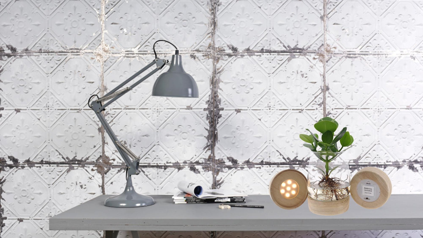 Clusia op water in Kingston-glas met LED