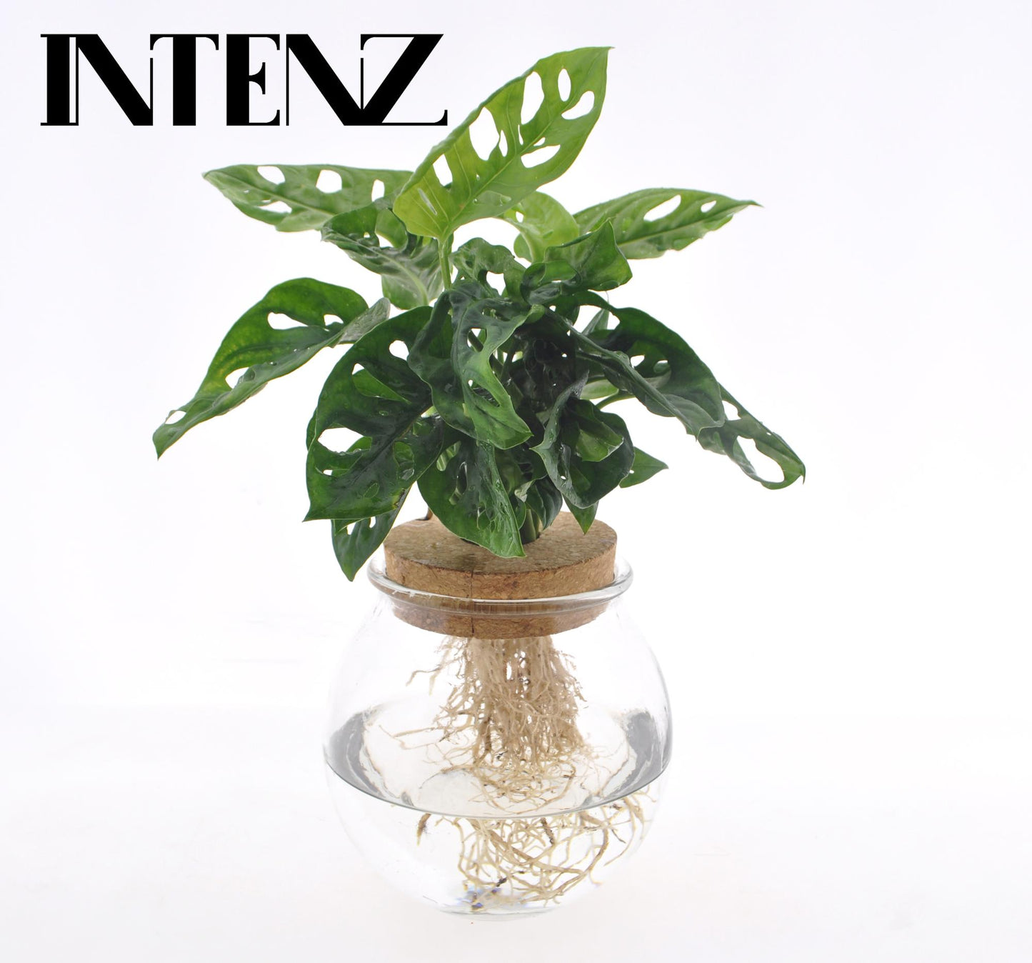 Monstera Adansonii op water in bolglas met kurk