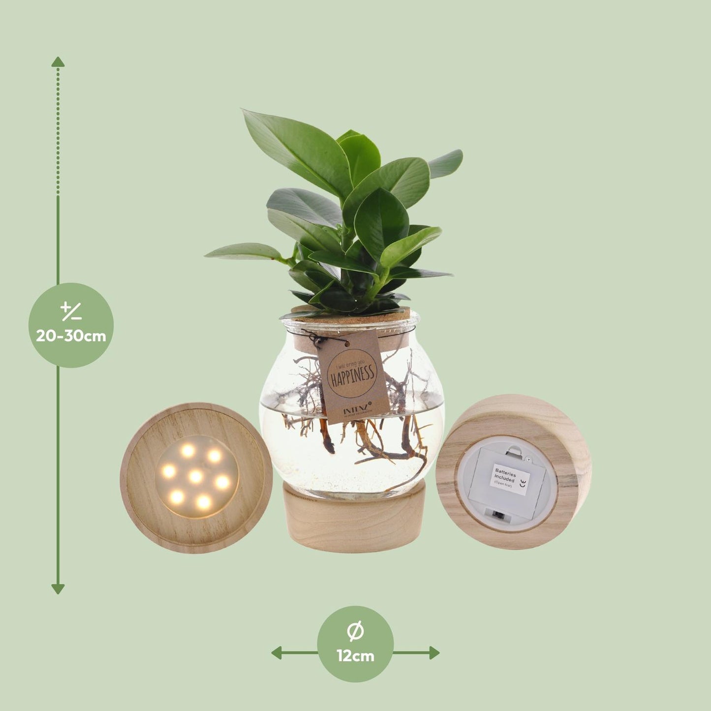Clusia in bolglas met kurk+ LED – Hydroponische plant in stijlvol design