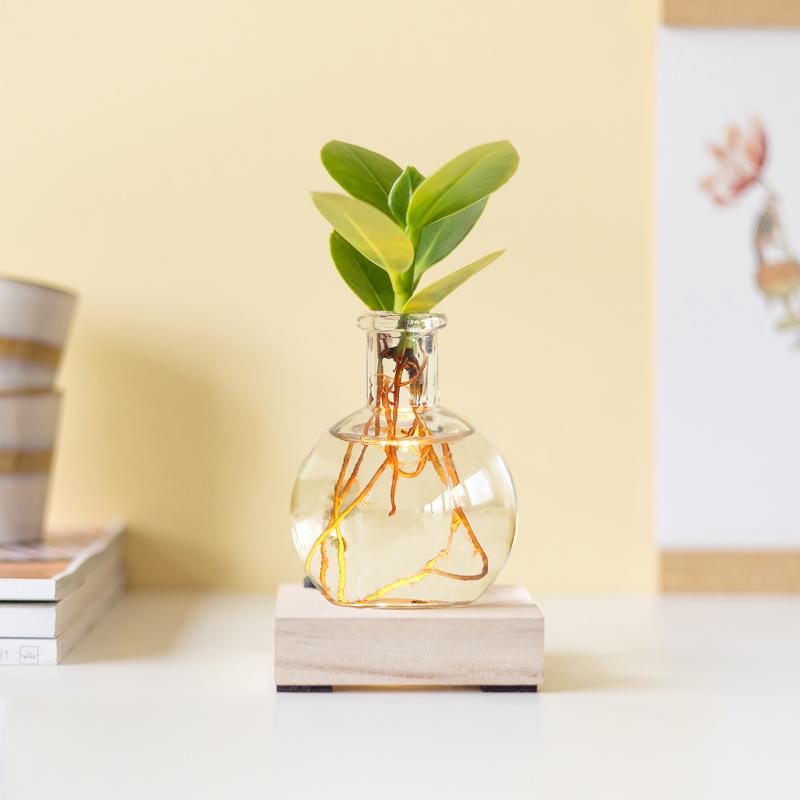 Clusia Rosea in glasvaasje met LED-lampje