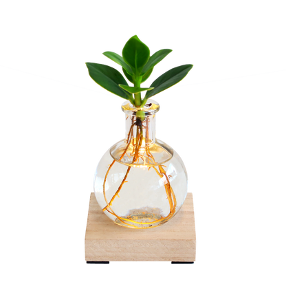 Clusia Rosea in glasvaasje met LED-lampje