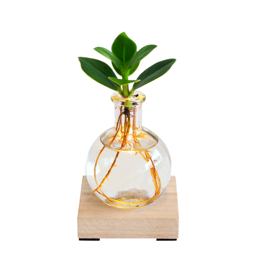 Clusia Rosea in glasvaasje met LED-lampje