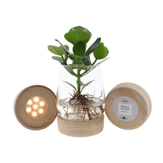 Clusia op water in Kingston-glas met LED