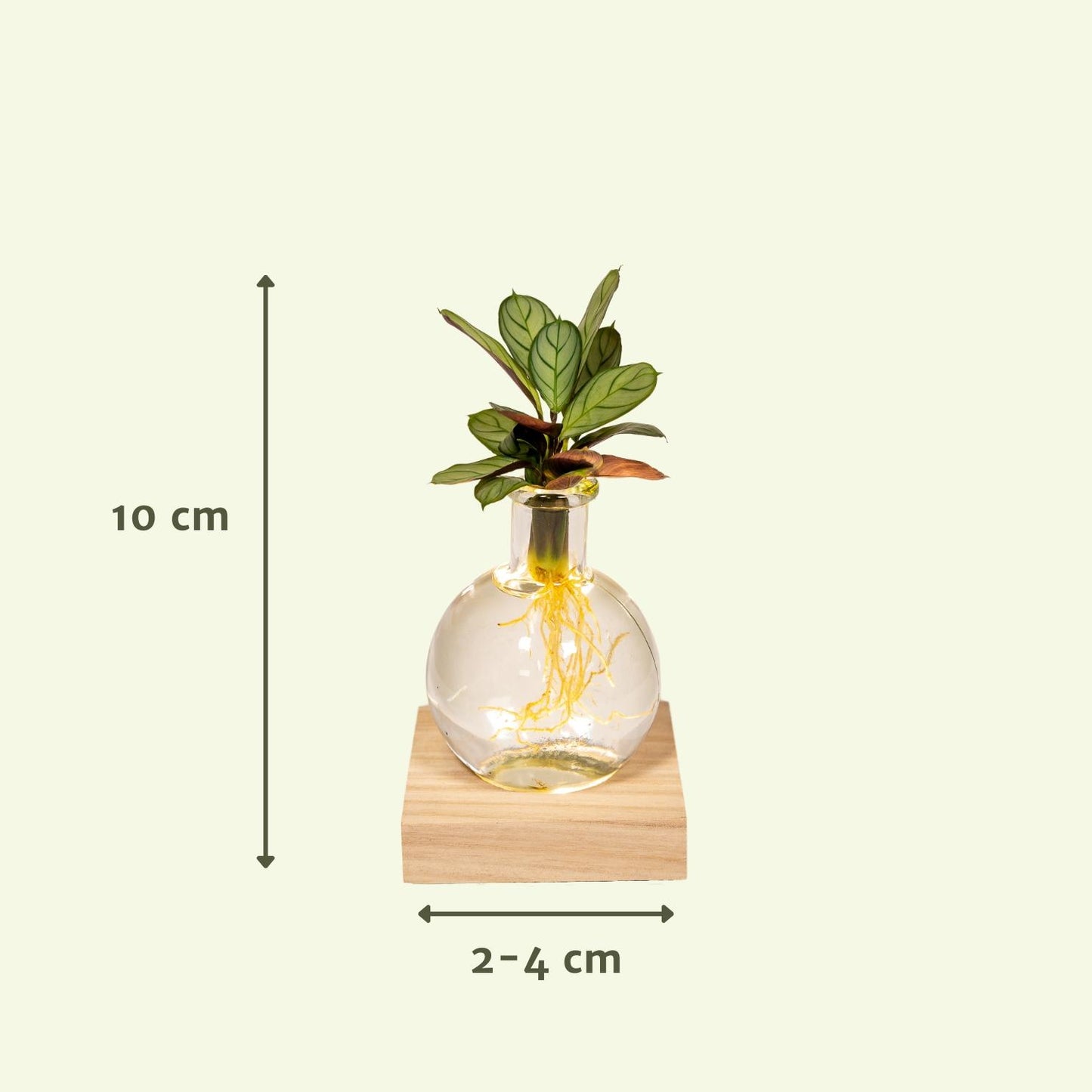 Calathea op water in Samoa-glas met LED