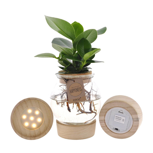 Clusia in bolglas met kurk+ LED – Hydroponische plant in stijlvol design