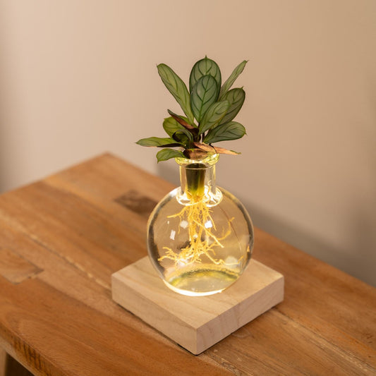 Calathea op water in Samoa-glas met LED