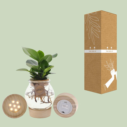 Clusia in bolglas met kurk+ LED – Hydroponische plant in stijlvol design