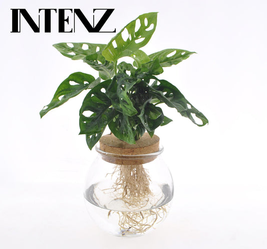 Monstera Adansonii op water in bolglas met kurk