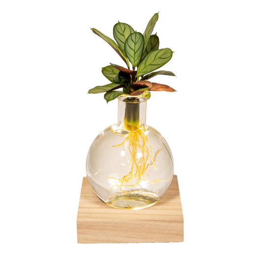 Calathea op water in Samoa-glas met LED